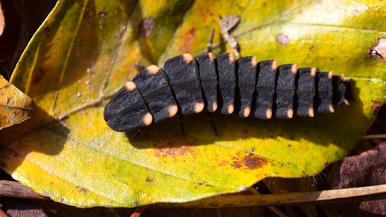 A firefly larva crawls across a fallen leaf