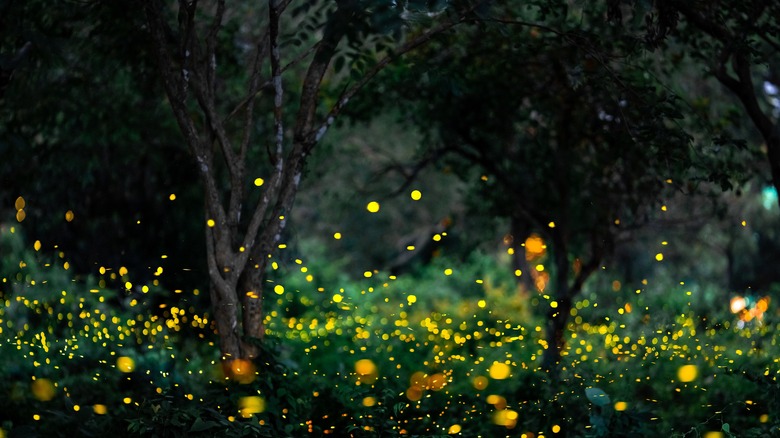 Lights from fireflies light up a yard at night