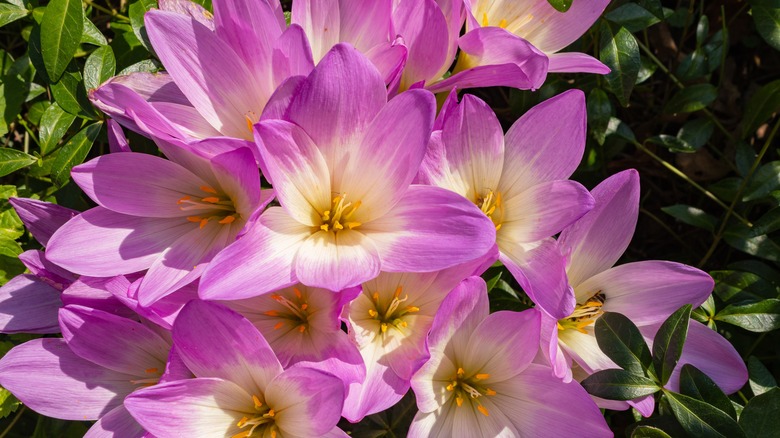 Purple colchicum flowers with white and yellow centers.