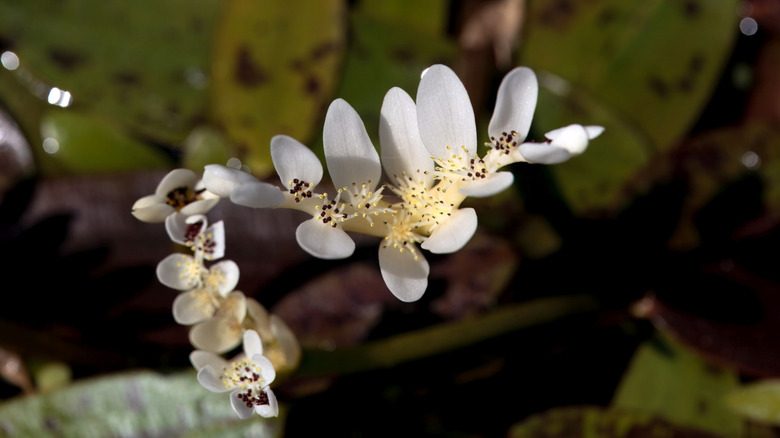 A flowering water hawthorn plant on the surface of a pond