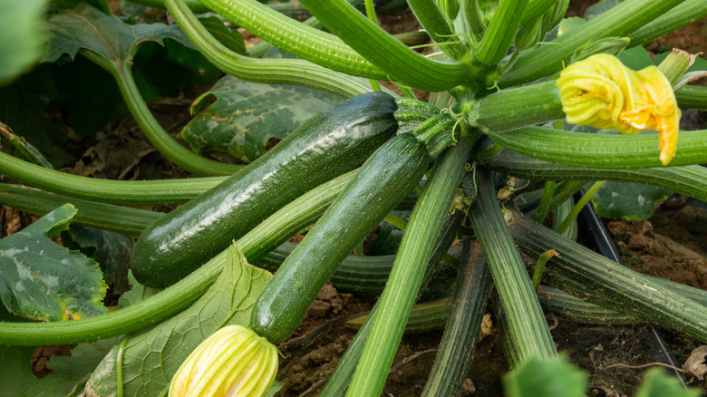 Ripe zucchini growing on a plant