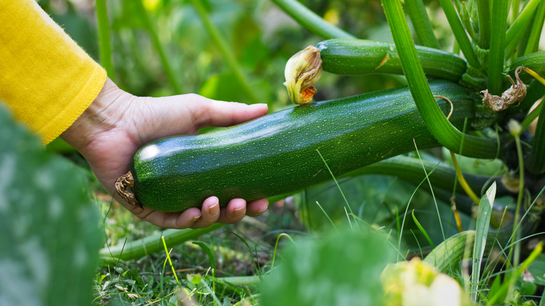 Hand in a yellow sleeve holding a zucchini still on the plant