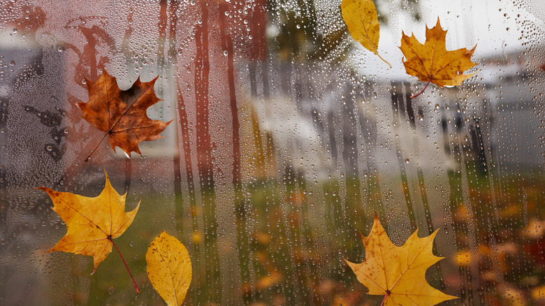 Fallen autumn leaves stick to the outside of a home's window