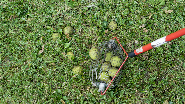 Collecting fallen walnuts using a nut gatherer