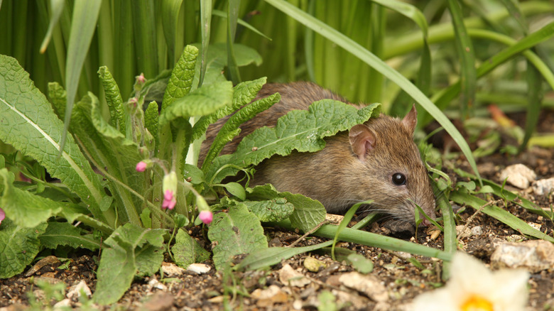 A rat hiding among green leaves and grass near the soil