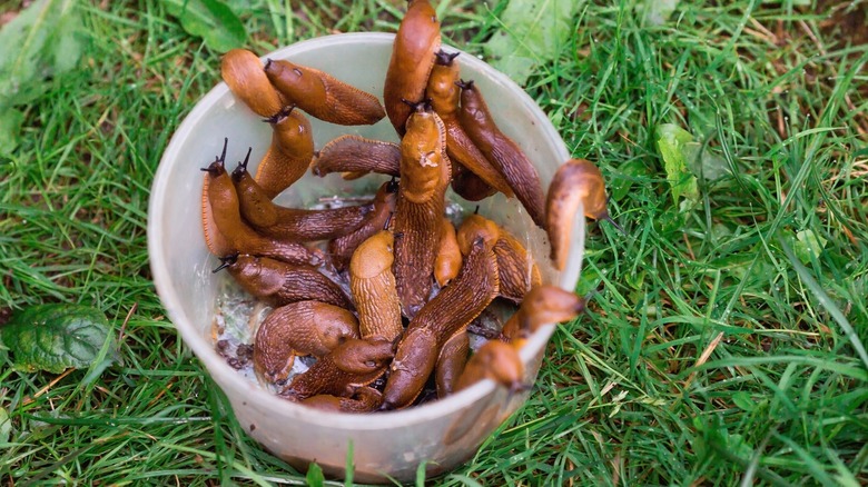 Garden slugs in small container