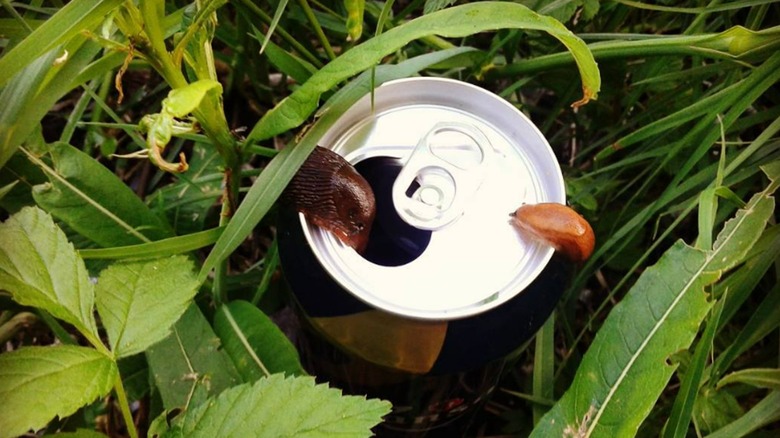 Brown slug on beer can