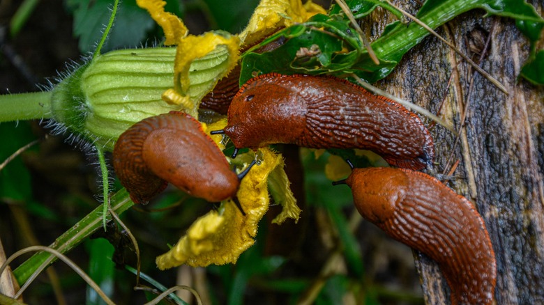 Slugs eating yellow squash flower 