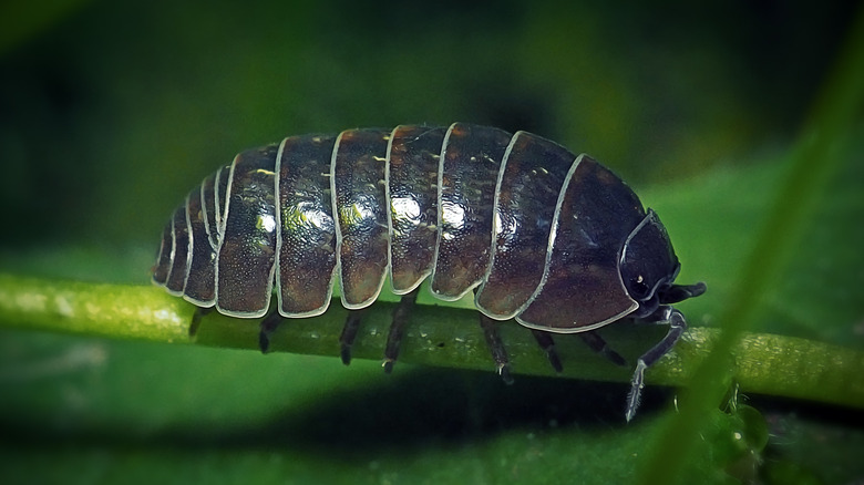 Pill bug on plant