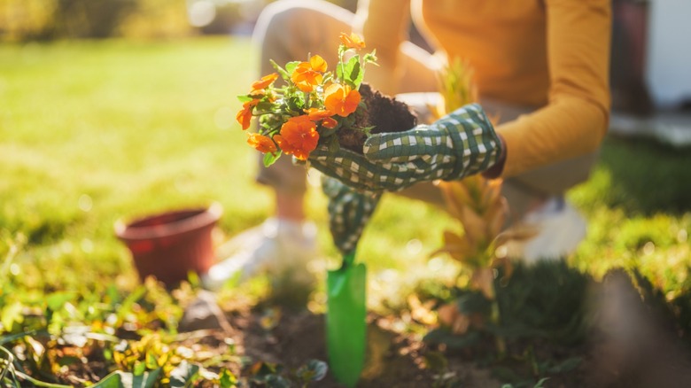Person planting orange flowers in home garden