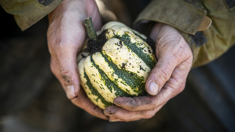 Farmer holding small green gourd