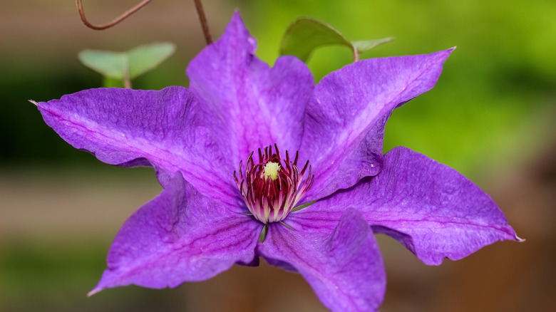 closeup of clematis hybrid flower