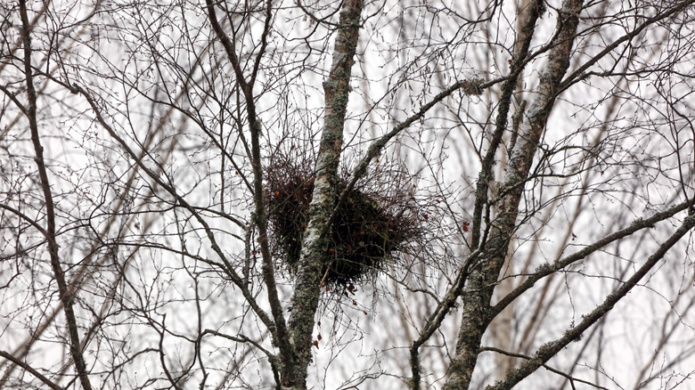 the nest of a crow positioned in between thick branches of a birch tree