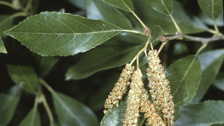 leaves and catkins of a seaside alder