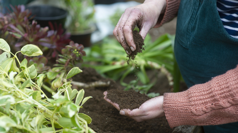 A gardener tests the local soil.