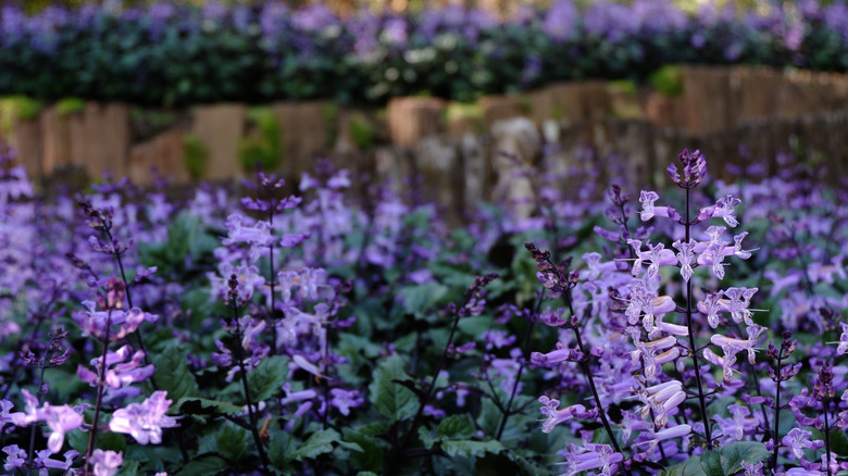 A blue-purple member of the Plectranthus genus grows out in nature.