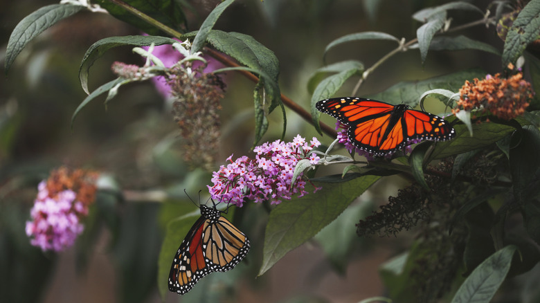 Multiple butterflies are attracted to flowering plants in a garden.
