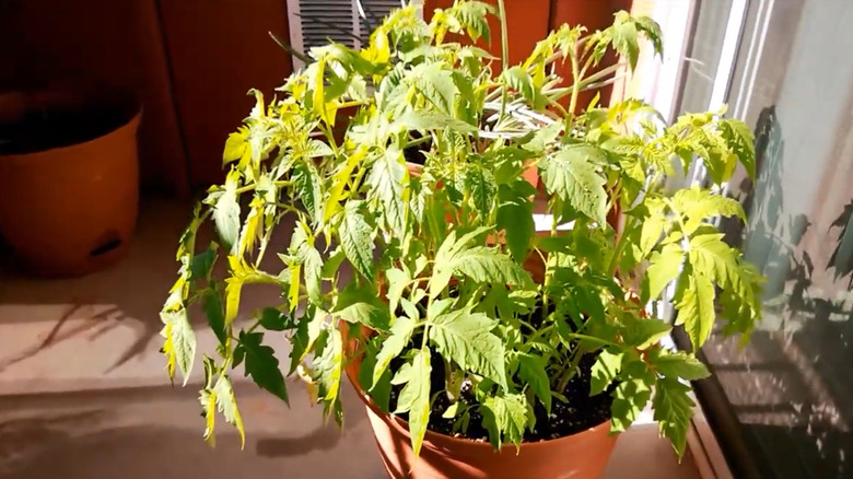 A small container holds a 'Bush Early Girl' tomato plant