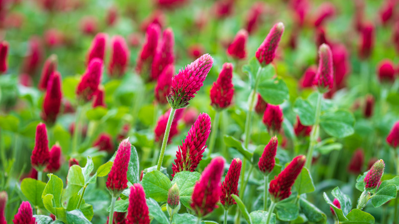 A close up of a field of crimson clover