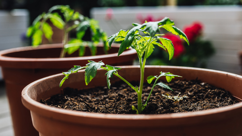A sprouting tomato plant in a pot