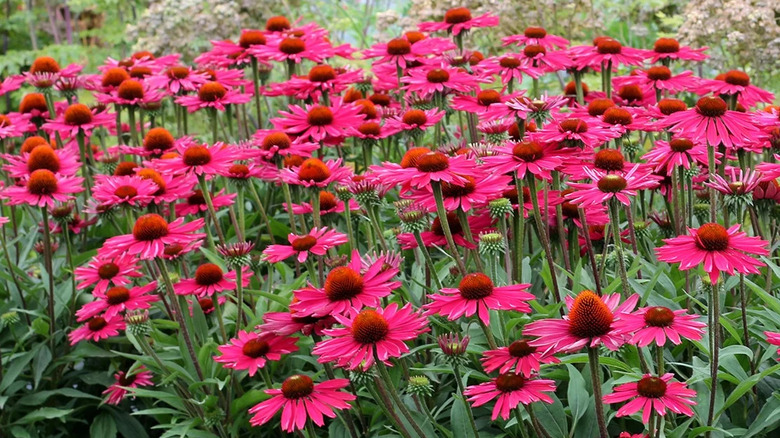 A large grouping of Kismet Raspberry coneflowers growing