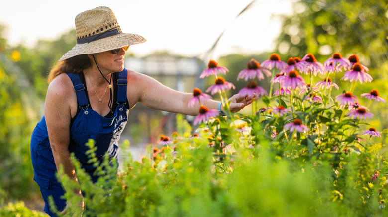 A woman admiring a bunch of coneflowers growing