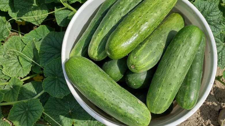 Harvested 'South Wind Slicer' cucumbers in a bowl outdoors.