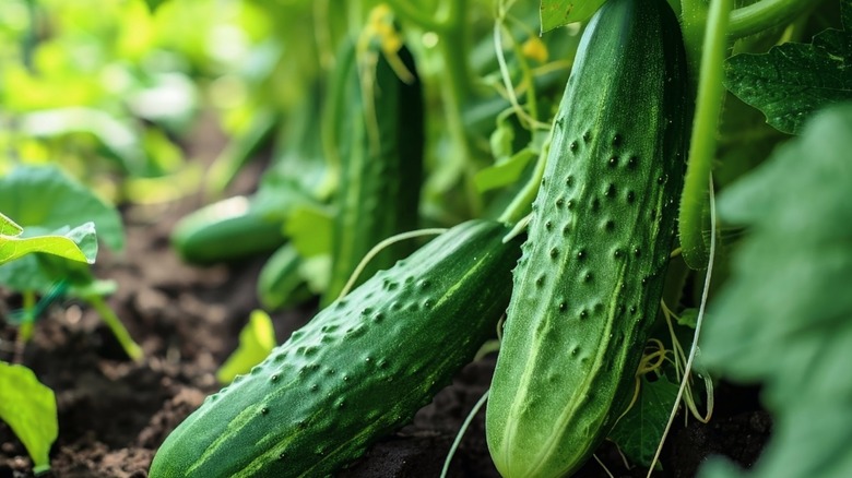 Fresh cucumbers growing in a garden on the vine.