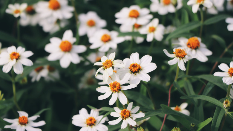 Blackfoot daisies will fill bare spots nicely.