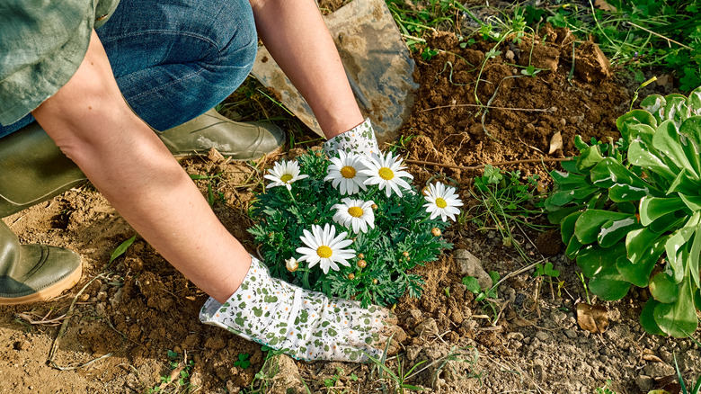 Person planting flowers in garden