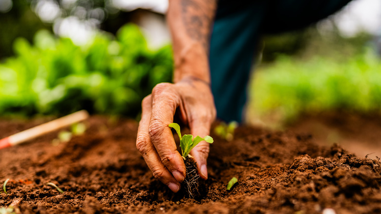 Close-up of a farmer planting a seedling on a community garden