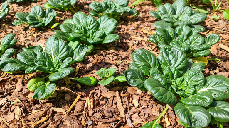 Lush bok choy plants thriving in a permaculture garden