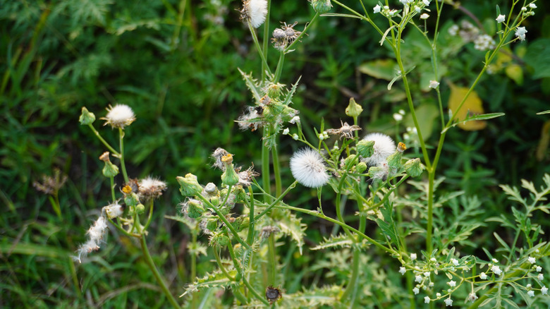 Close up of American burnweed
