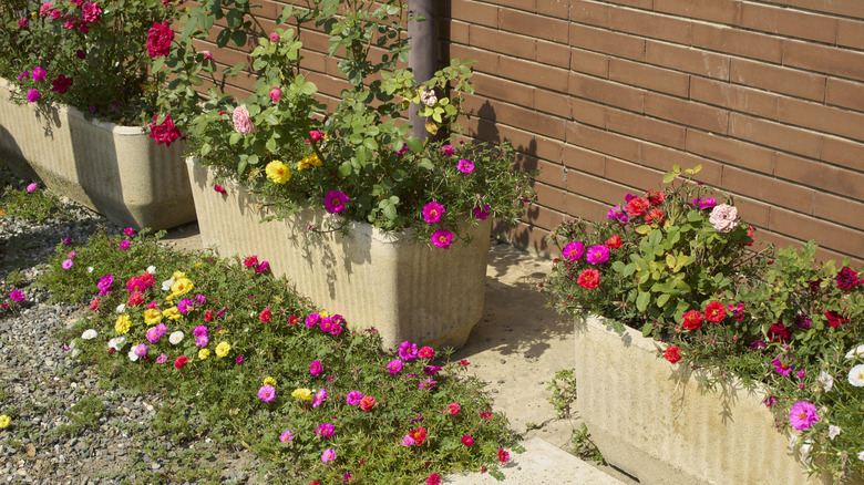 Moss rose in the ground and in containers
