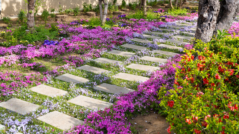 A garden filled with pretty flowers and ground covers
