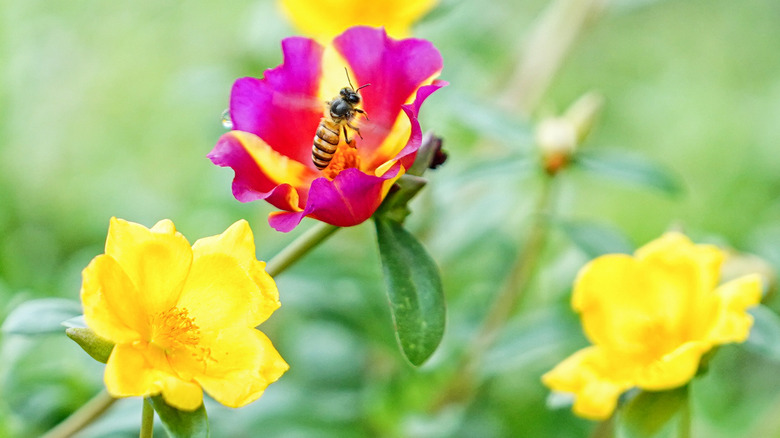 A closeup of a bee on a moss rose flower