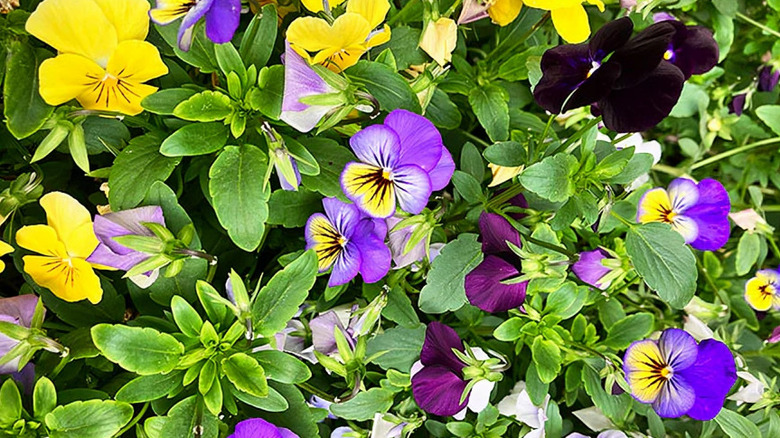 Purple and yellow 'Fairyland' petite violas close up