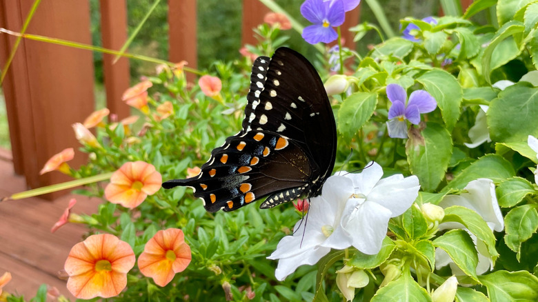 butterfly pollinating white flower grown in a pot