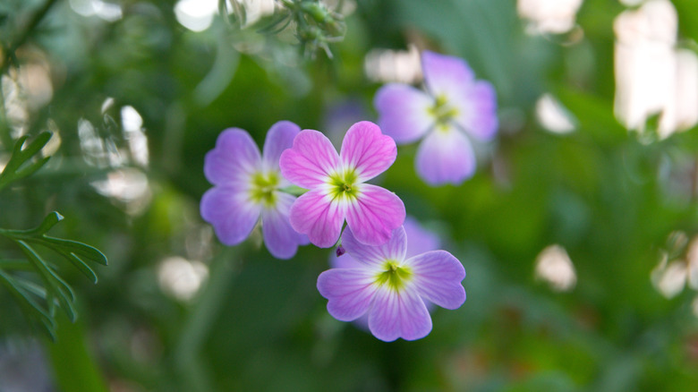 closeup on Malcomia maritima bloom
