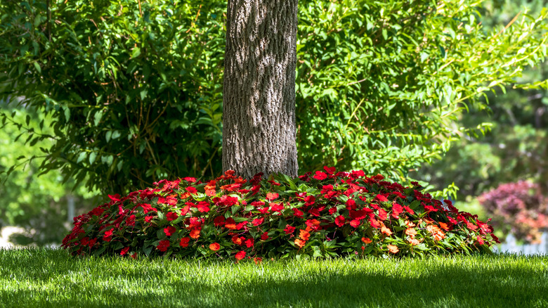 Red impatiens flowers blooming around the base of a tree