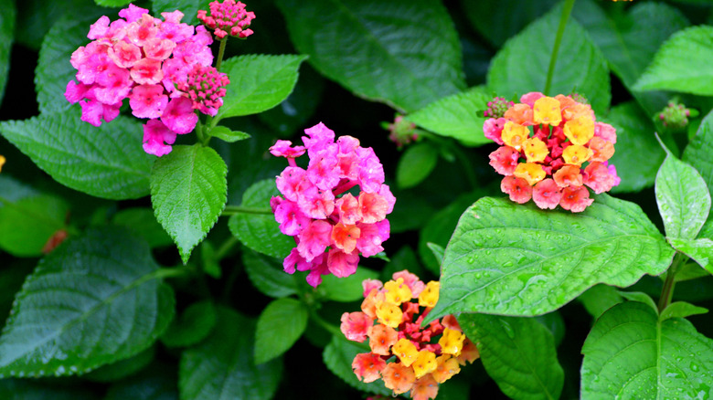 close up lantana flowers
