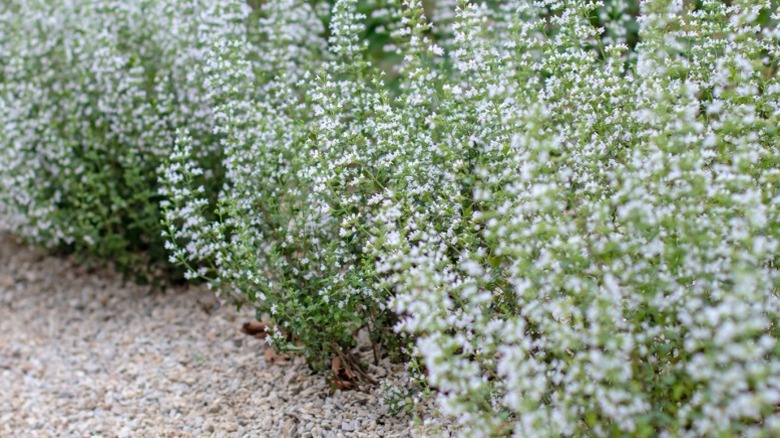 Calamint framing gravel garden path.