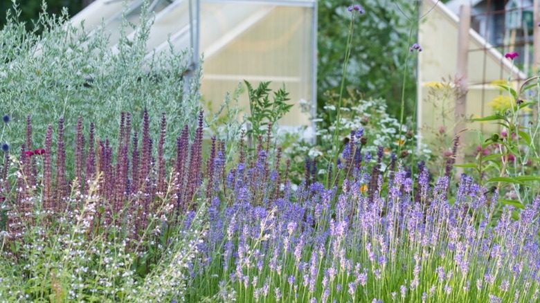 Garden with lavender, calamint, wormwood, sage, globe thistle, and verbena blooming in front of an old greenhouse.