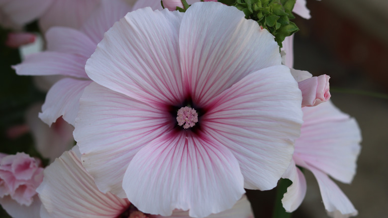 A Lavatera in full bloom