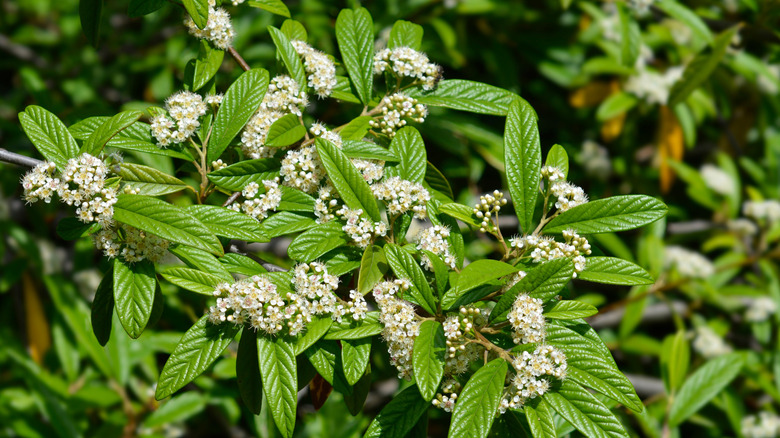 closeup on Cotoneaster salicifolius flowers