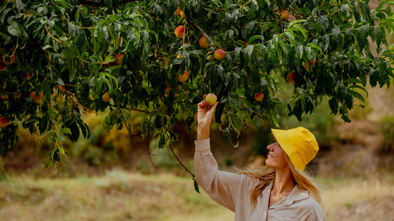 young woman with long blonde hair wearing yellow hat picking fruit from a peach tree