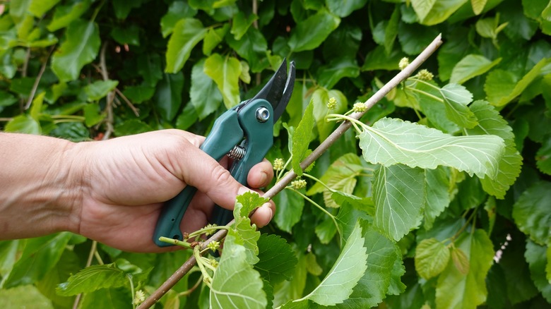 A man holding a mulberry branch for pruning