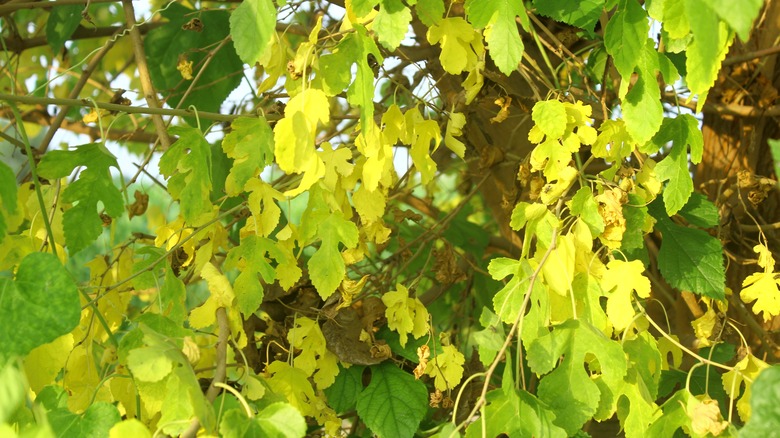 Mulberry tree golden leaves in autumn