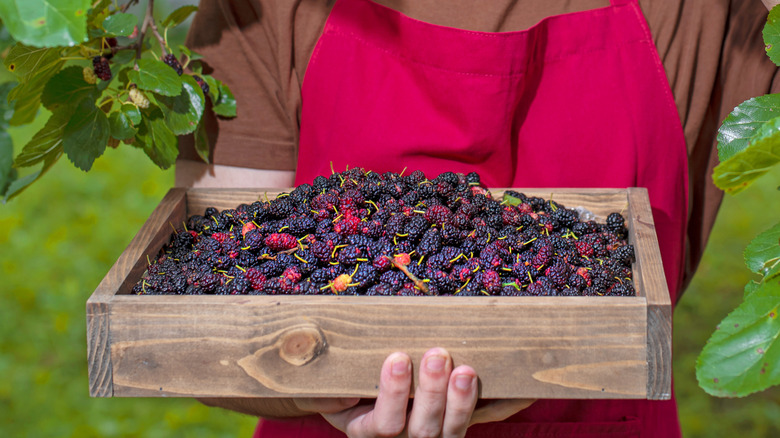 Harvesting a crop of red mulberries