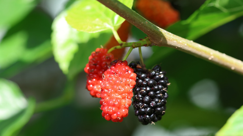 Unripe (red) and ripe (black) Morus rubra fruit